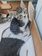 huiskat, Dieren en Toebehoren, Katten en Kittens | Overige Katten