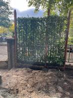 Toscaanse jasmijn haag deel 120x180, Tuin en Terras, Ophalen of Verzenden, Overige soorten, 100 tot 250 cm