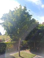 Veldesdoorn - Grote Boom, Tuin en Terras, Ophalen, Halfschaduw, Overige soorten, Lente