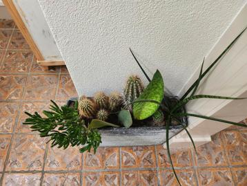 Bloembakken met cactussen beschikbaar voor biedingen