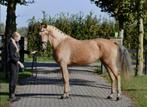 Mooie 3,5 jarige palomino merrie, Dieren en Toebehoren, Paarden, Merrie, Gechipt, Dressuurpaard, Zadelmak