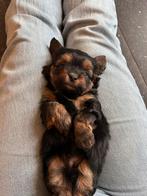 Shihpoo pups, Dieren en Toebehoren, Honden | Chihuahua's en Gezelschapshonden, Overige rassen, 8 tot 15 weken, Meerdere, Meerdere dieren