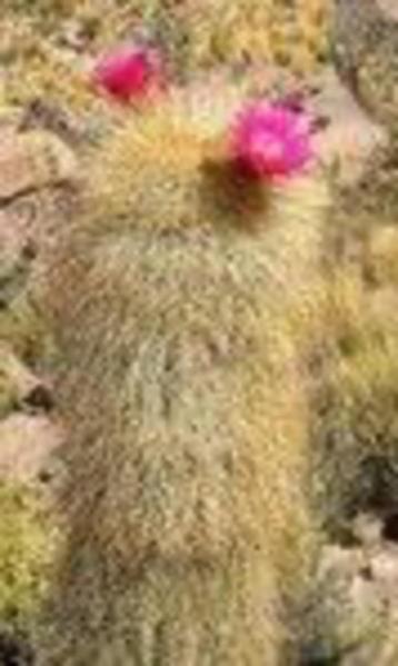 Echinopsis (Helianthocereus) Tarijensis. Potmaat 30cm beschikbaar voor biedingen