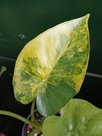 Alocasia Gageana Aurea Variegata, Ophalen of Verzenden, Halfschaduw, Minder dan 100 cm