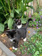 Kittens, Poes, Ontwormd, 0 tot 2 jaar