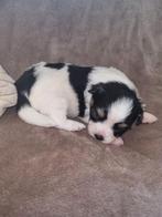 Te koop mooie pomchi pups., Overige rassen, 8 tot 15 weken, Meerdere, Meerdere dieren