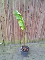 Musa basjoo variegata, Tuin en Terras, Planten | Bomen, Overige soorten, Ophalen of Verzenden