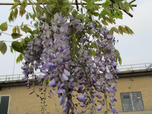 geënte blauwe regens 2 meter hoog €34,95 ook witte regens, Tuin en Terras, Planten | Tuinplanten, Ophalen