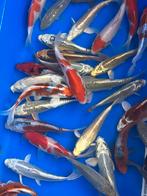 Zeer mooie Japanse mix Tosai, Karper of Koi
