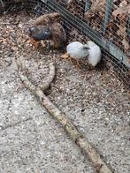 Natuurbroed kwartels, Meerdere dieren