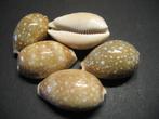 Schelpen: Lyncina vitellus  Linnaeus, 1758.  F+++/Gem., Ophalen of Verzenden, Schelp(en)