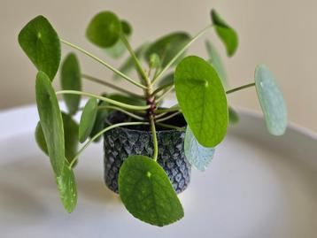 Pannekoekplant inclusief pot van keramiek beschikbaar voor biedingen
