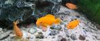 Malawi ciclide 2/3cm (metriaclima membe deep), Dieren en Toebehoren, Vissen | Aquariumvissen, Vis