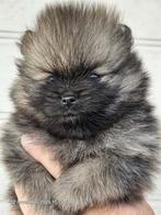 Pomeranian pups (dwergkeesje, Dieren en Toebehoren, Reu, Meerdere, Nederland, Particulier