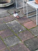 Nederlandse hoogvliegers, Dieren en Toebehoren, Vogels | Duiven, Meerdere dieren, Postduif