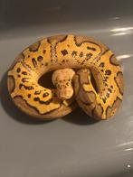 Nk 25 python regius 1.0, Dieren en Toebehoren, Reptielen en Amfibieën, Slang, Tam, 0 tot 2 jaar