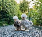 USA Zijdehoen kuikens, Dieren en Toebehoren, Pluimvee, Geslacht onbekend, Kip