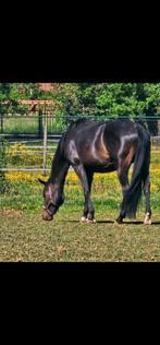 Te koop Fokmerrie drachtig, Dieren en Toebehoren, Paarden, Merrie, Recreatiepaard