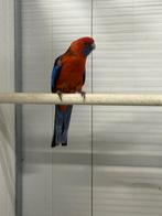 Oranje penant man, Dieren en Toebehoren, Mannelijk, Parkiet, Geringd
