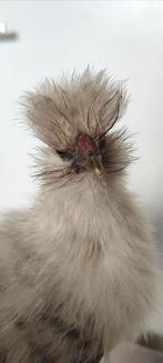 Met spoed nieuw hok gezocht. Zijdehoender, Dieren en Toebehoren, Pluimvee, Mannelijk, Kip