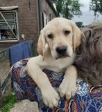Prachtige Labrador Pups Stamboom Ouders, Dieren en Toebehoren, Honden | Retrievers, Spaniëls en Waterhonden, 8 tot 15 weken, Labrador retriever