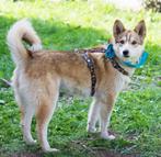 Alisa  een pup 10 maanden oud, mix Laika, Rabiës (hondsdolheid), 1 tot 2 jaar, Teef, Eén hond