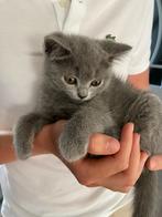 Blauw/grijze Britse Korthaar kitten (katertje), Dieren en Toebehoren, Katten en Kittens | Raskatten | Korthaar, Kater, Ontwormd