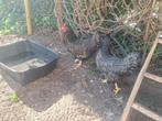 3 Barnevelder krielen zwart/wit gezoomd, Dieren en Toebehoren, Pluimvee, Vrouwelijk, Kip