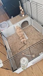 Hangoor konijn, Minder dan 75 cm, Konijn, Hok, Ophalen