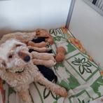 Prachtige labradoodle pups medium, Meerdere, 8 tot 15 weken, Meerdere dieren, Nederland