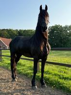 Driejarige drachtige Friese merrie, Dieren en Toebehoren, Merrie, Gechipt, 3 tot 6 jaar, 160 tot 165 cm