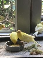 waterslagers, Dieren en Toebehoren, Mannelijk, Zangkanarie