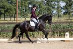 Top gezonde, lieve en knappe merrie, Dieren en Toebehoren, Paarden, Merrie, Gechipt, M, Dressuurpaard