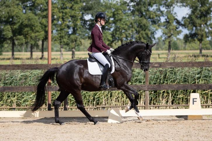 Top gezonde, lieve en knappe merrie, Dieren en Toebehoren, Paarden, Merrie, M, 160 tot 165 cm, 7 tot 10 jaar, Dressuurpaard, Met stamboom