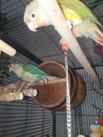 Pyrrhura, Dieren en Toebehoren, Vogels | Parkieten en Papegaaien, Vrouwelijk, Parkiet