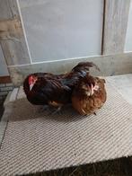 Andwerpsebaartkreil koppel, Dieren en Toebehoren, Meerdere dieren, Kip