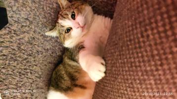 Leuke buiten kat te koop. Geld gaat naar dierenbescherming.  beschikbaar voor biedingen