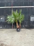 Palmboom hoogte 280cm, Tuin en Terras, 250 tot 400 cm, Ophalen, Palmboom