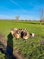 4 Bonte ooien, Vrouwelijk, Schaap, 0 tot 2 jaar