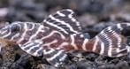 L333 king tiger pleco, Dieren en Toebehoren, Vissen | Aquariumvissen, Vis