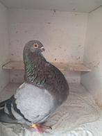Canaria roeks Duif, Vrouwelijk, Kropper