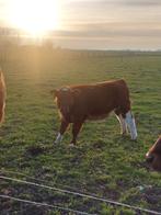 Brandrood vaas kalfje, Dieren en Toebehoren, Stalling en Weidegang, Weidegang