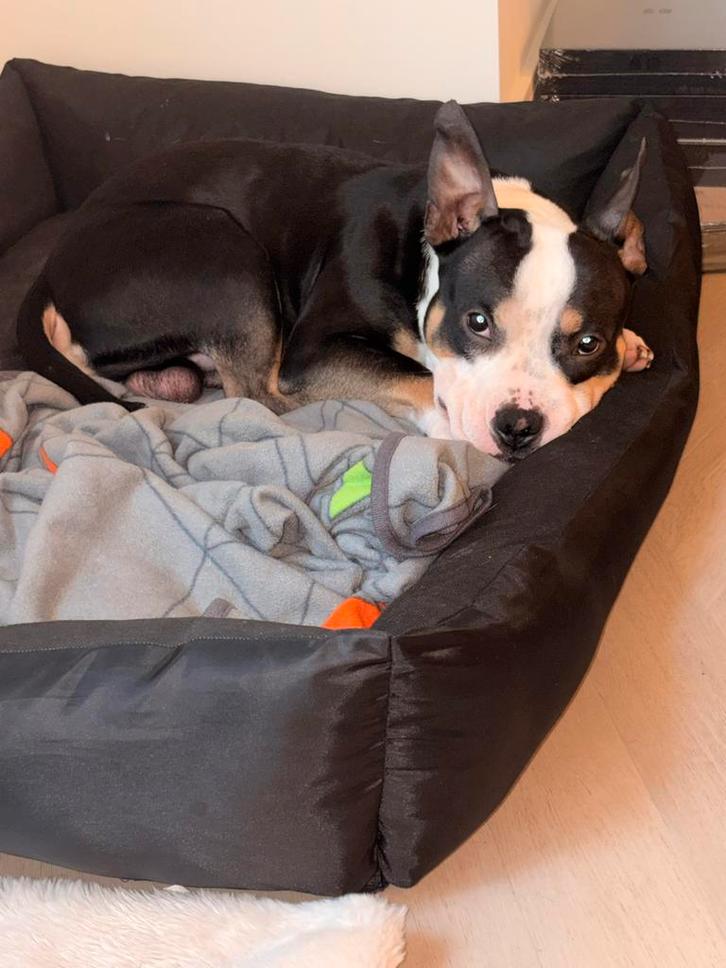 Americaanse pocket bully, Dieren en Toebehoren, Honden | Niet-rashonden, Middel, Reu, Particulier, Eén hond, Nederland, 1 tot 2 jaar