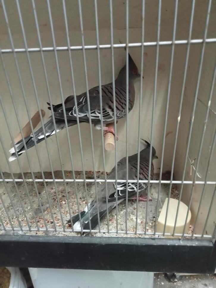 Mooi koppel Australische kuifduiven, Dieren en Toebehoren, Vogels | Overige Vogels, Meerdere dieren