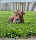 Mexicaanse naakthond mini, Xoloitzcuintli, nestje verwacht, Rabiës (hondsdolheid), Overige rassen, 8 tot 15 weken, Meerdere