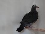 Koppel Groenvleugelduiven, Dieren en Toebehoren, Vogels | Duiven, Meerdere dieren, Overige soorten