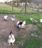 Broedeieren parelhoenders lavendel bont, Dieren en Toebehoren, Pluimvee, Geslacht onbekend, Kalkoen