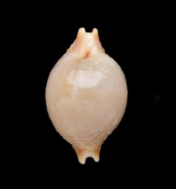 Schelpen: Cypraea cicercula tricornis 13,6mm (Gem) beschikbaar voor biedingen