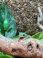 roodoogmakikikker Agalychnis callidryas, Dieren en Toebehoren, Reptielen en Amfibieën, Amfibie, 0 tot 2 jaar