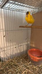 Orange kanarie mozaïek geel wit, Dieren en Toebehoren, Meerdere dieren